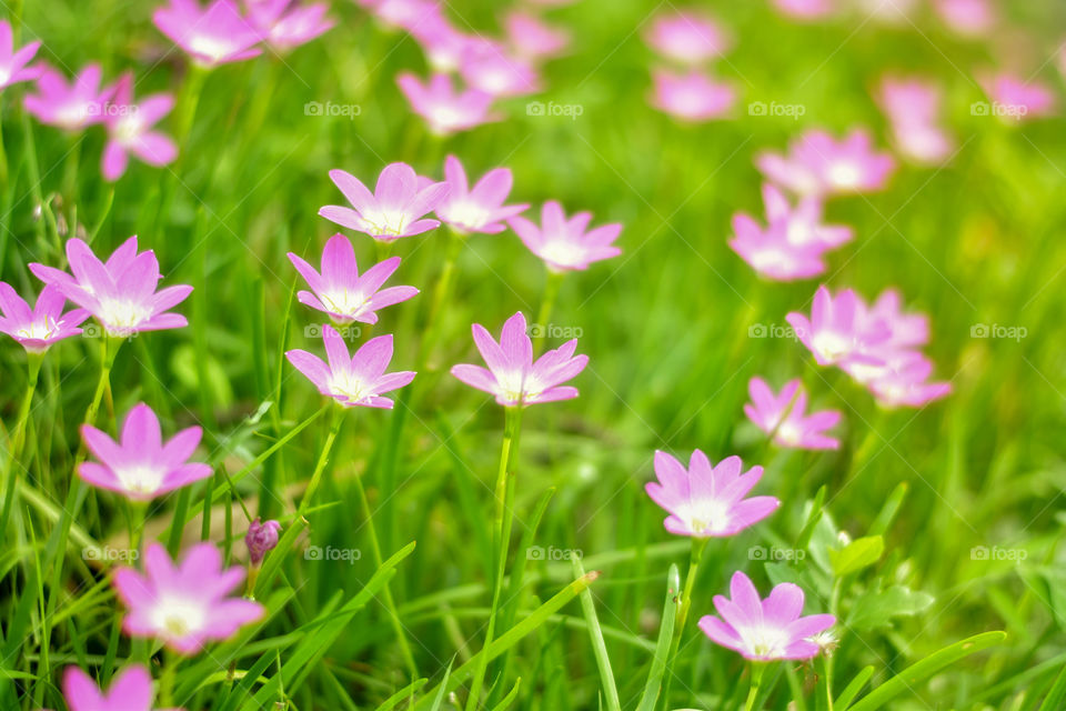 Pink flowers on field grass