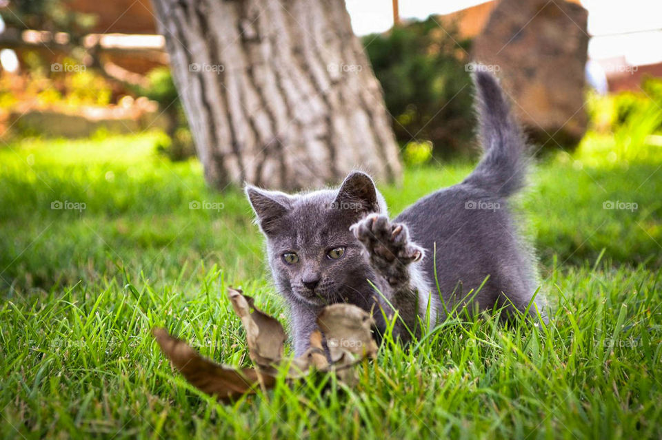cat playing with leaves on sunny day