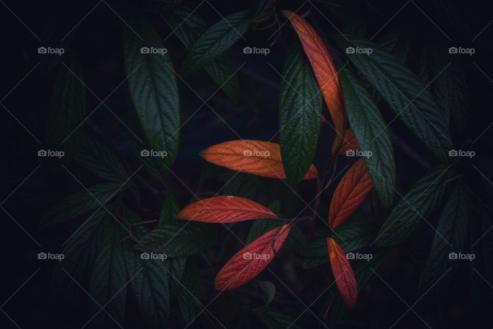 Stand out from the crowd 🍂