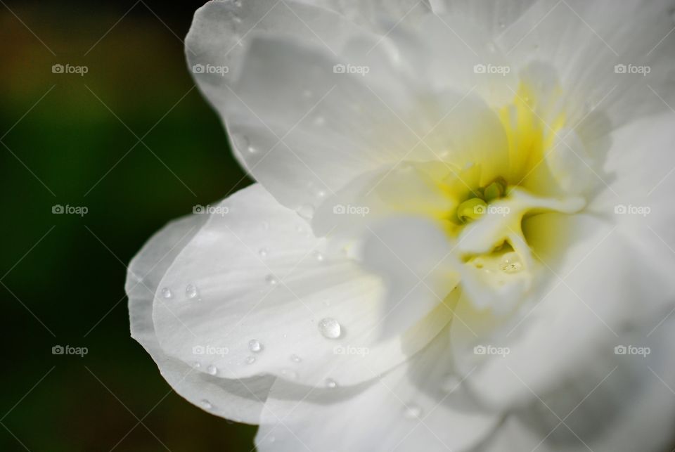 Delicate white flower
