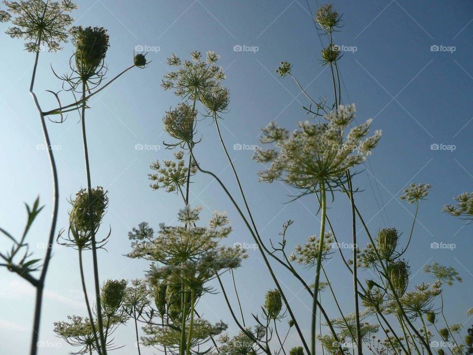 green weeds against blue sky