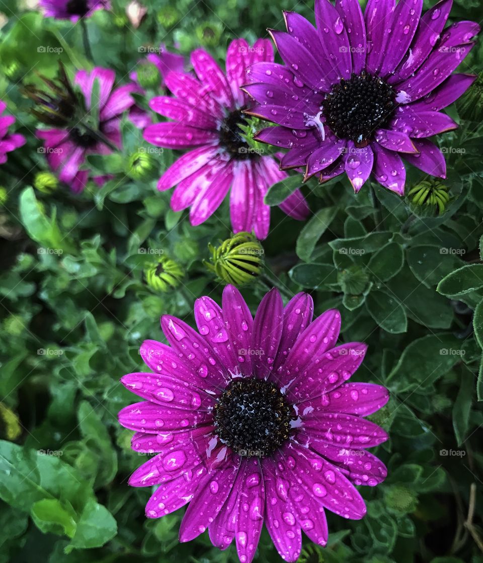 Purple flower 