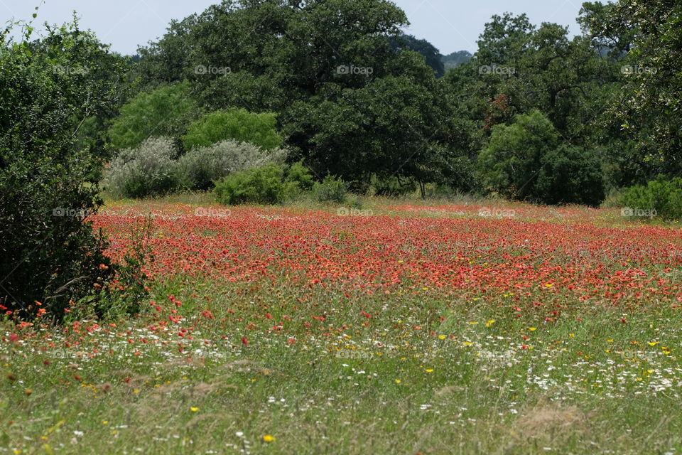 Trees and wild flowers growing at outdoors