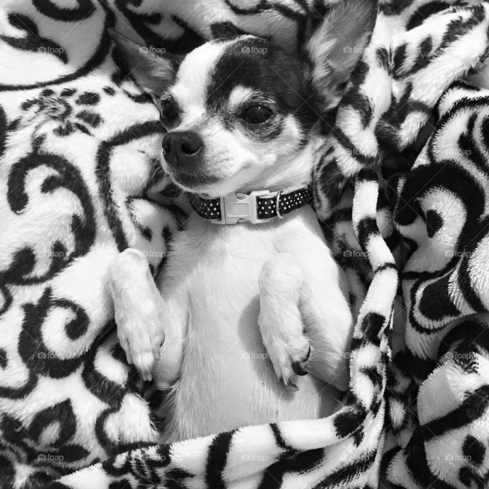 Luxury Rescue Chihuahua 