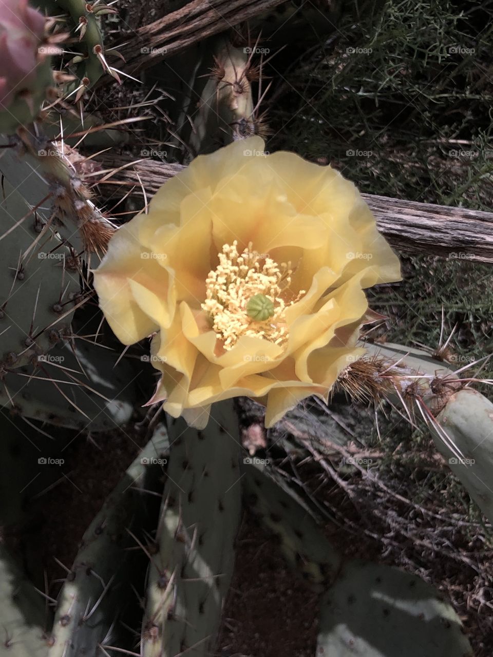 Prickly Pear Close Up