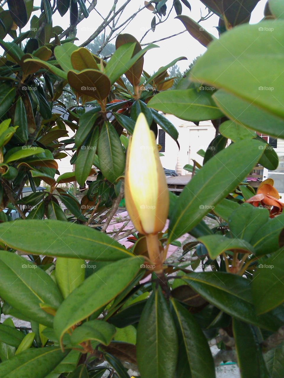 magnolia bloom