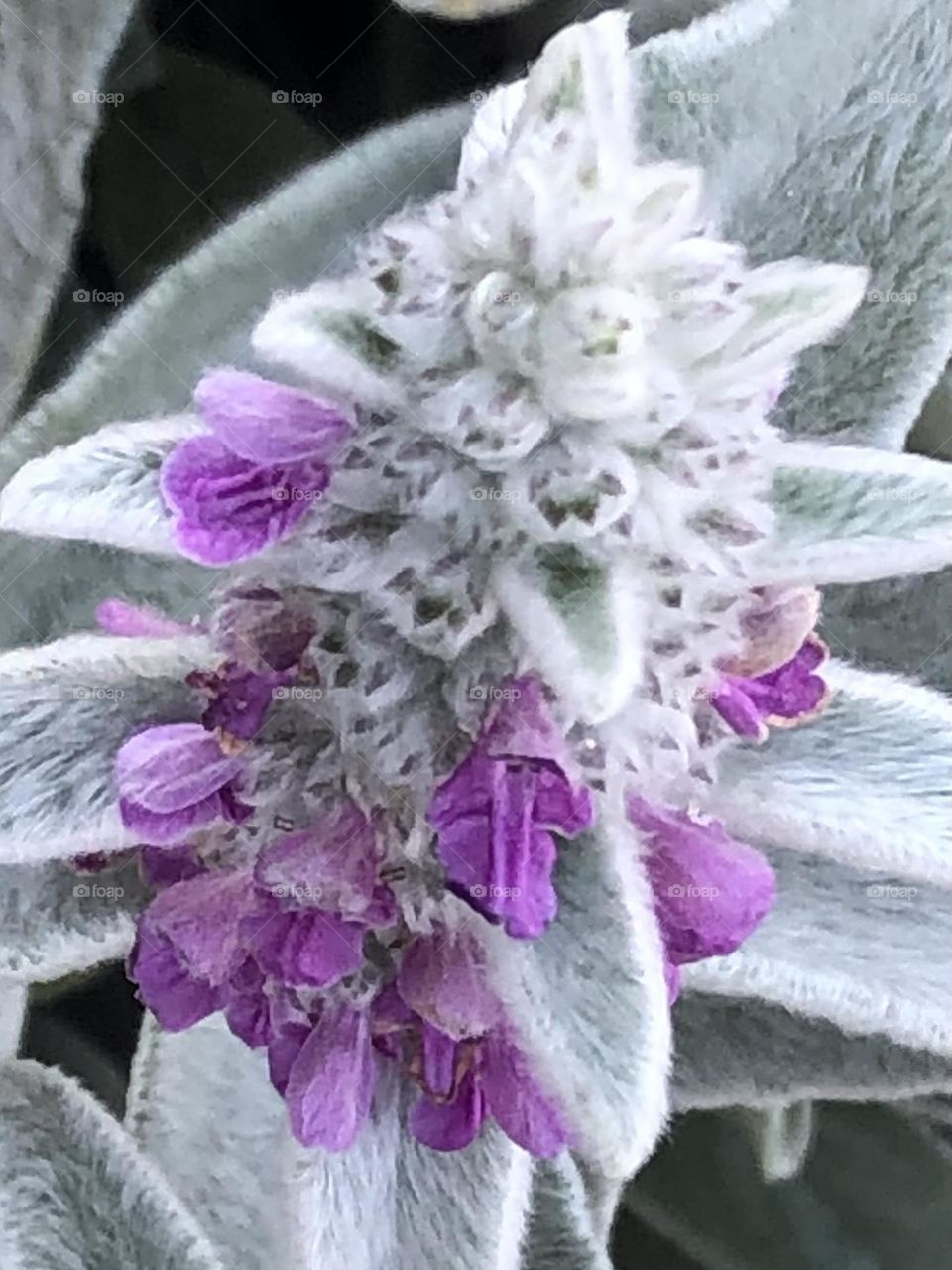 Beautiful purple flowers withering among the velvet leaves it grew from in the arid air in Texas 💜