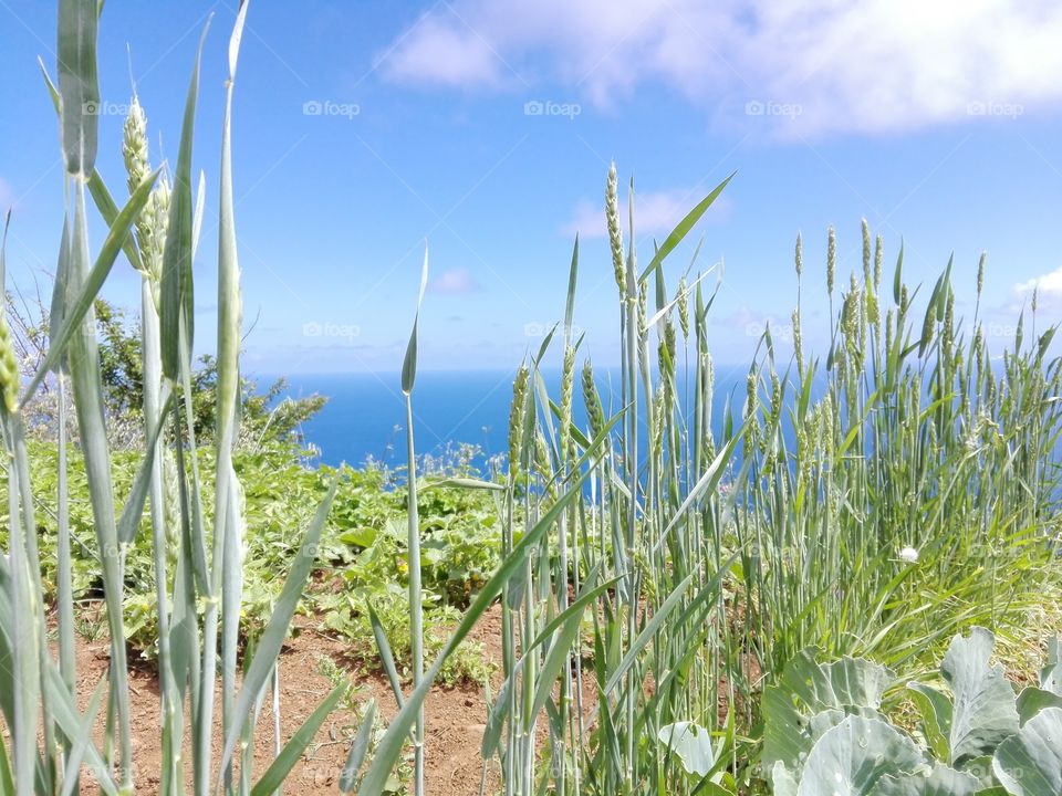 wheat,potatos,ocean,sky