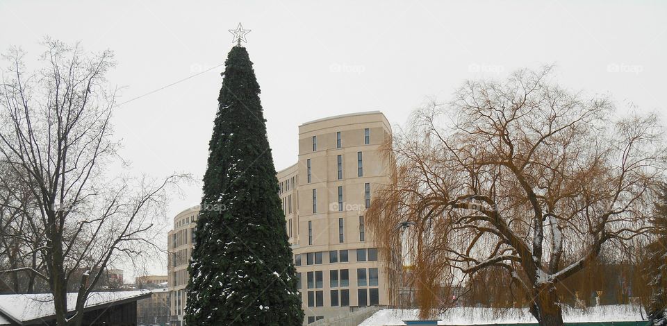 Tree, Winter, No Person, Snow, Architecture