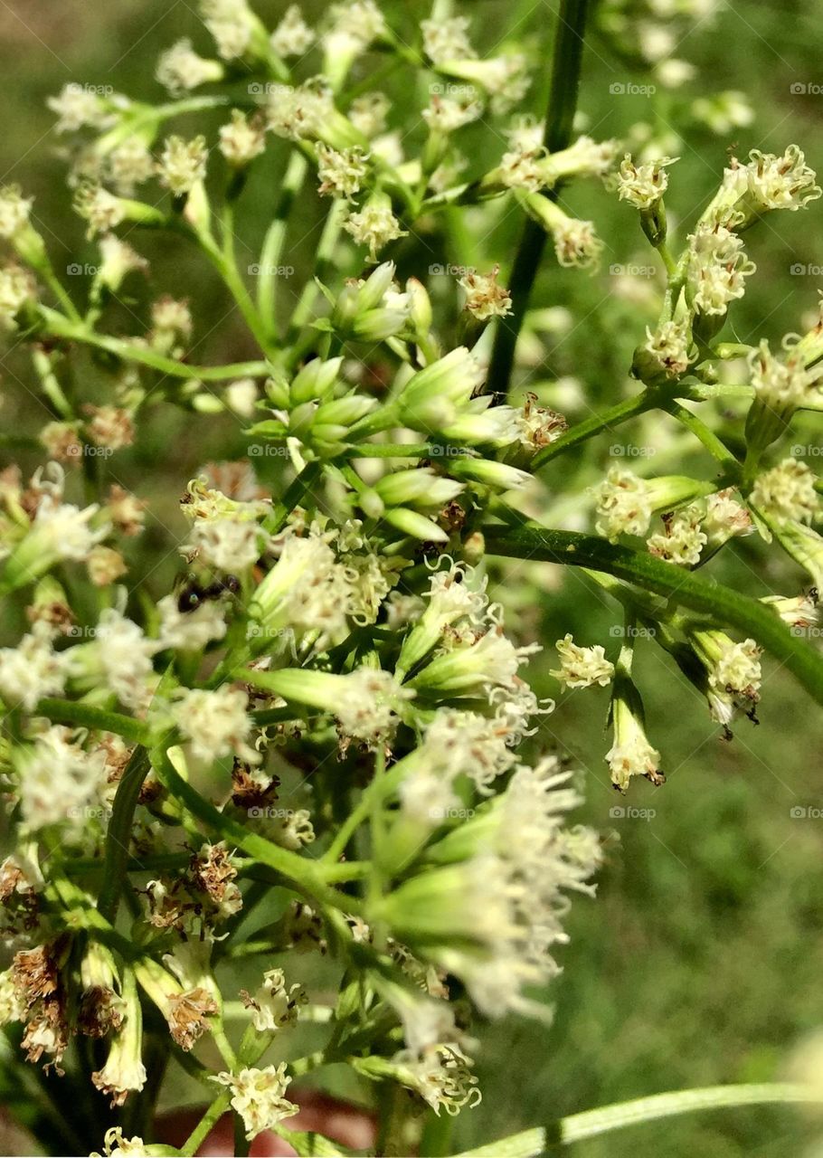 A wild green vine in a wild nature 