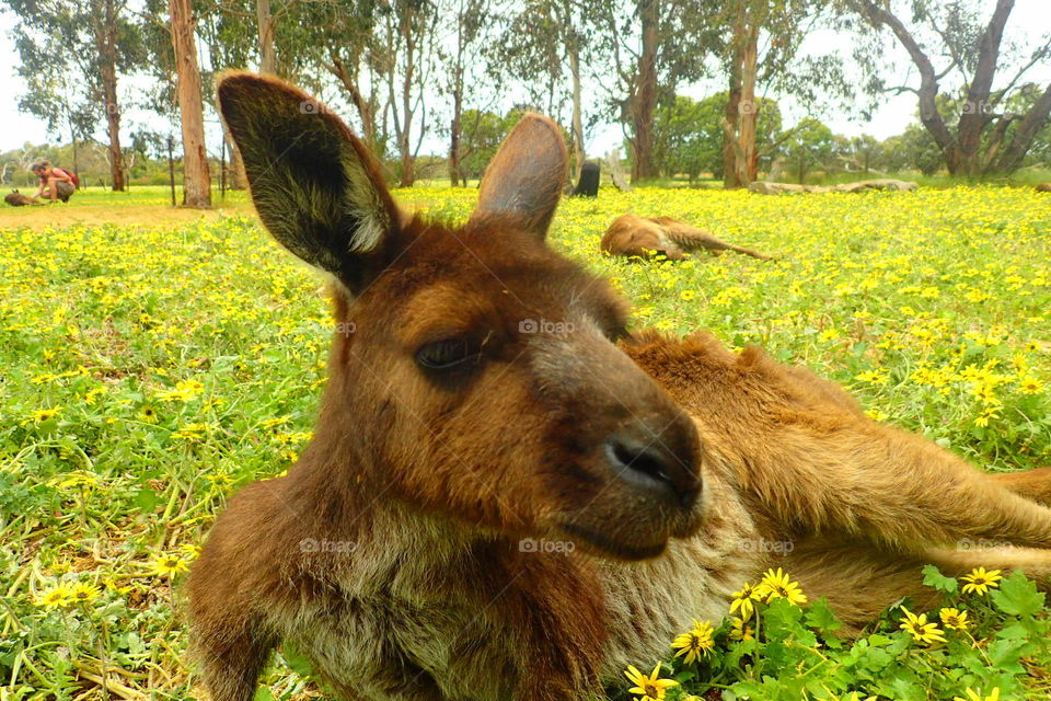 Kangaroo Australia