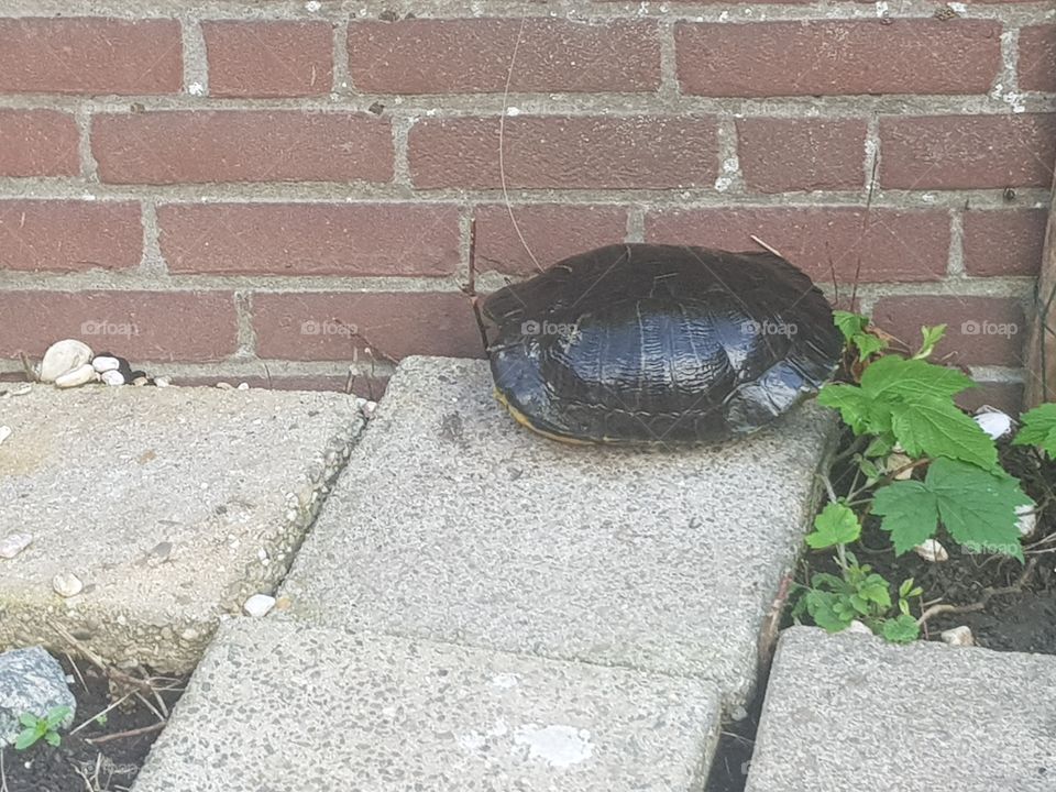 Turtle hidden under its shell.