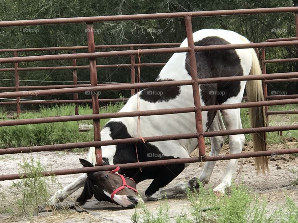 Bella...always better on the other side