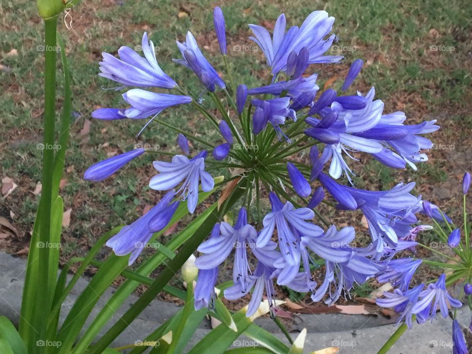 Purple flower in garden.