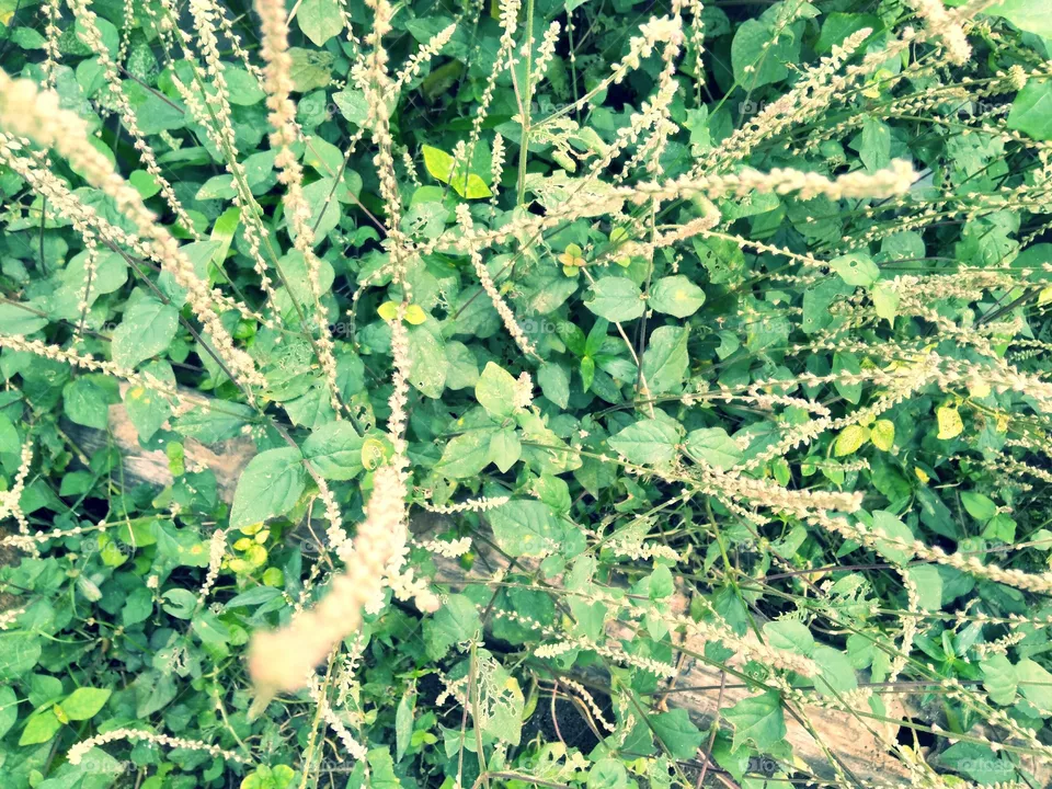 Shrub