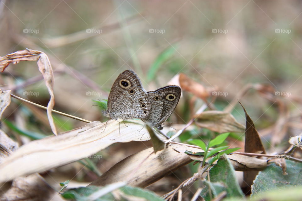 mating of butterflies