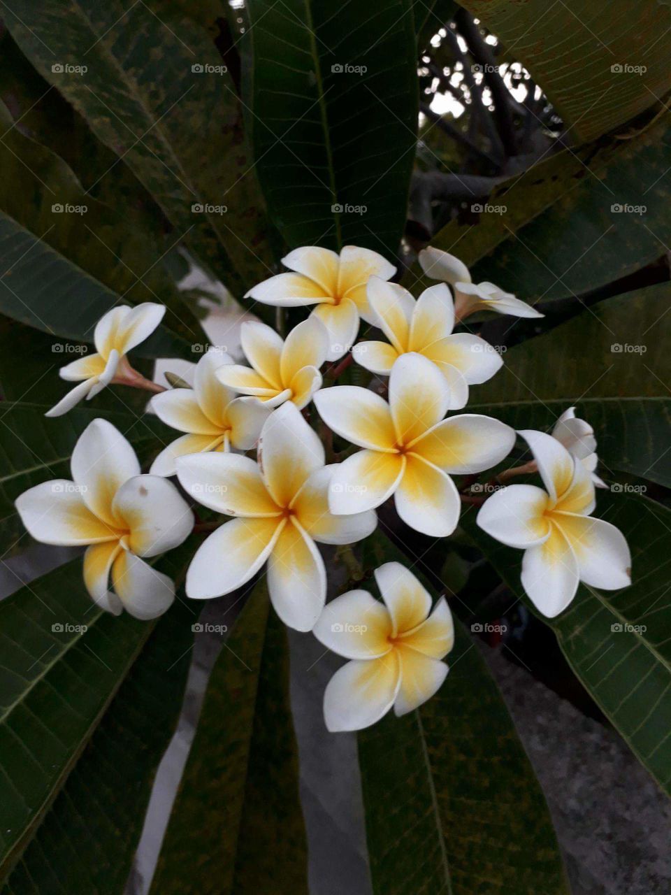 Beautiful plumeria in Réunion Island