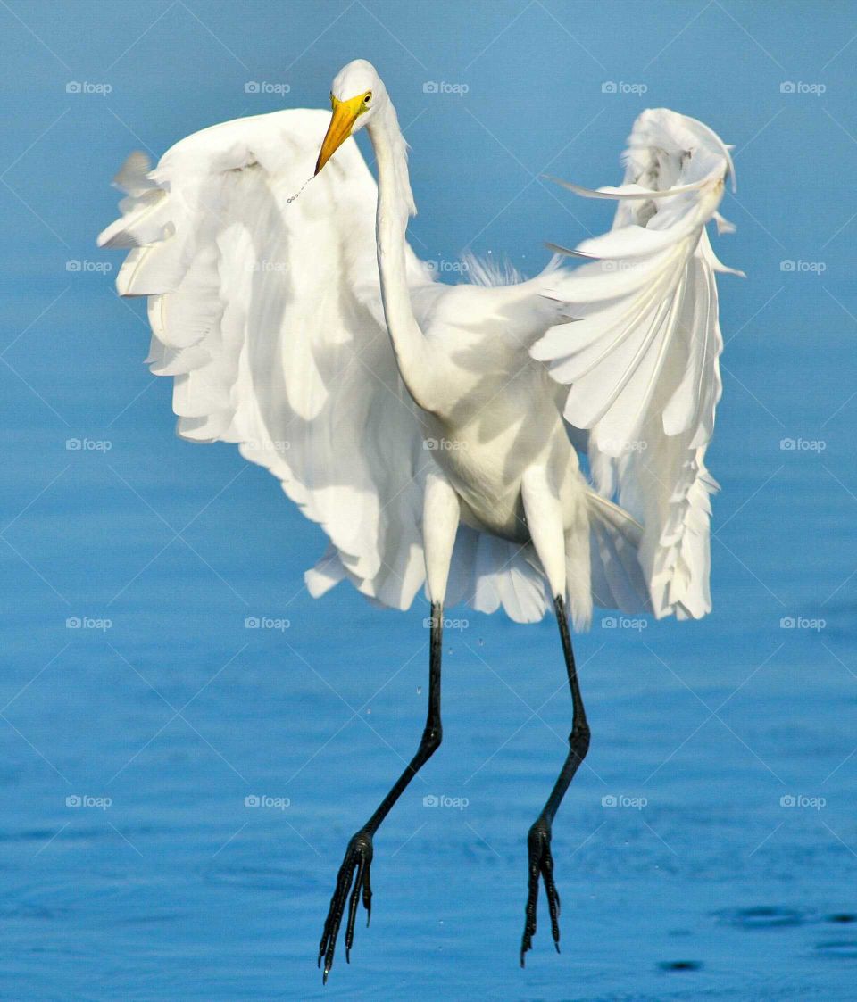 Snowy Egret preparing for a landing