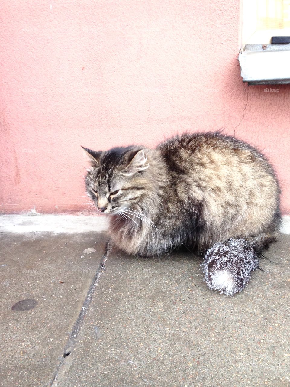 Homeless cat in the street, winter time 