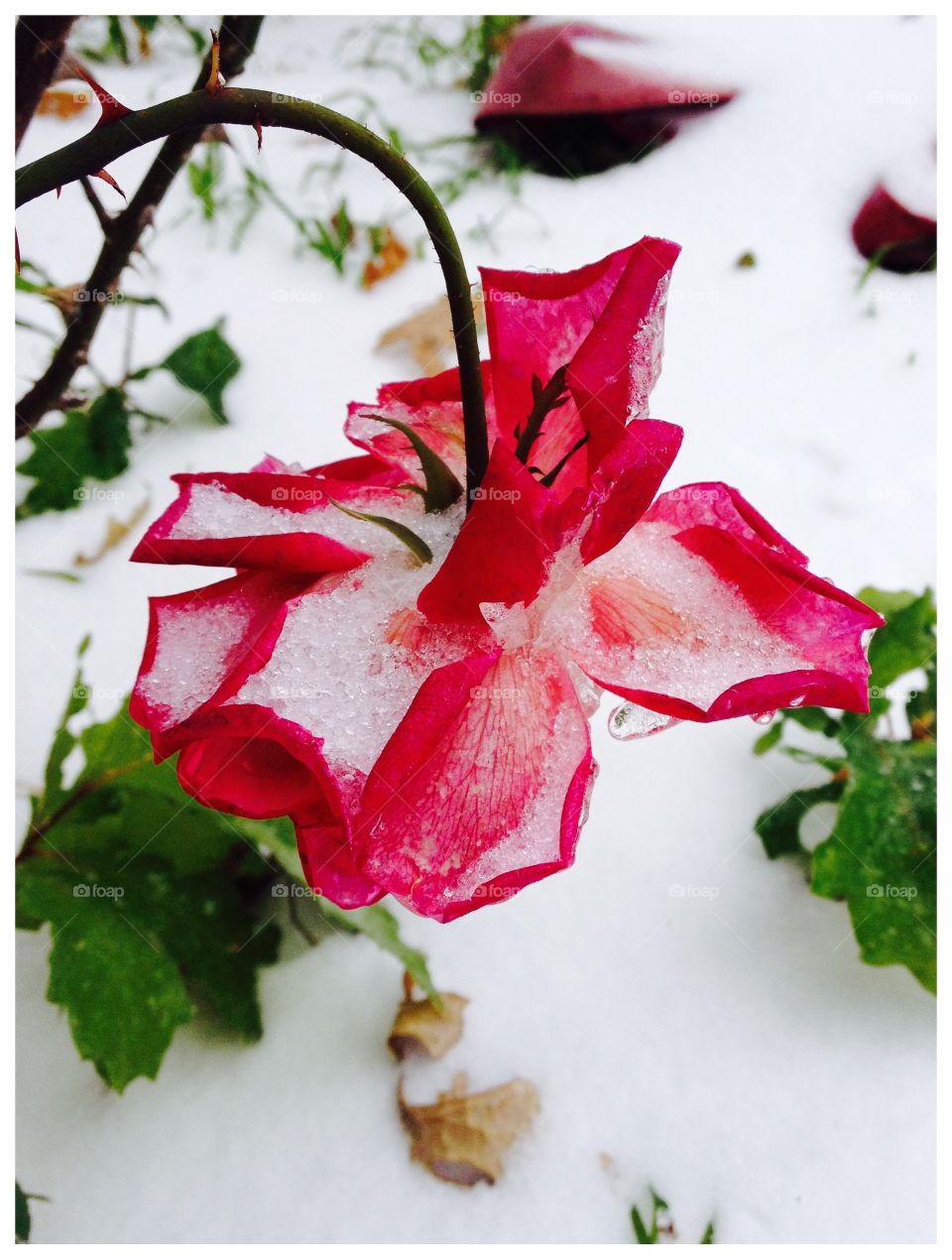 Red Rose and Snow