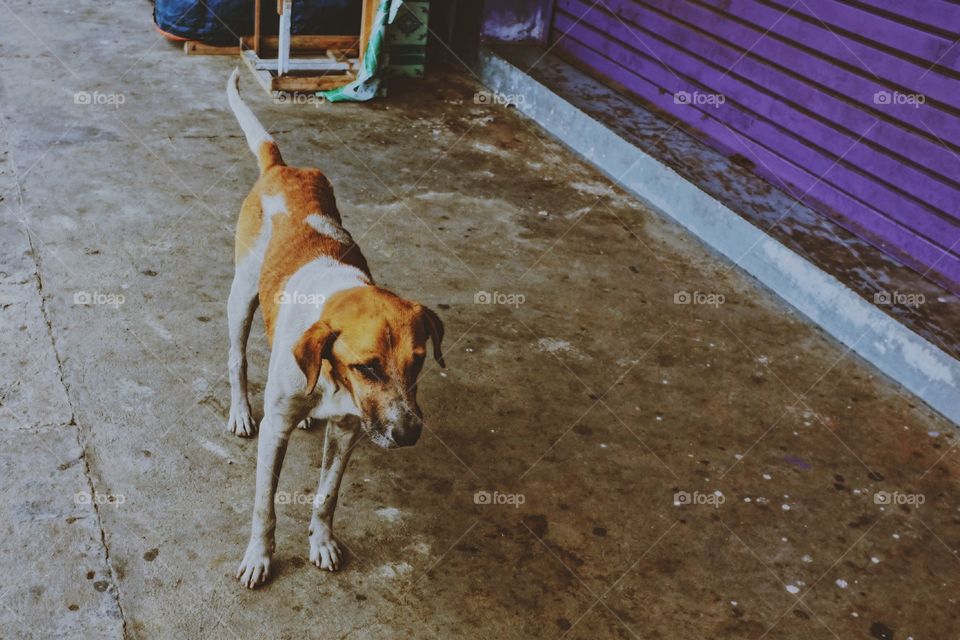 Street dog