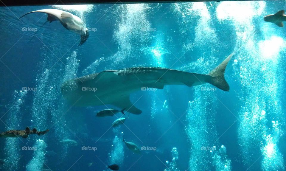 whale shark Georgia aquarium