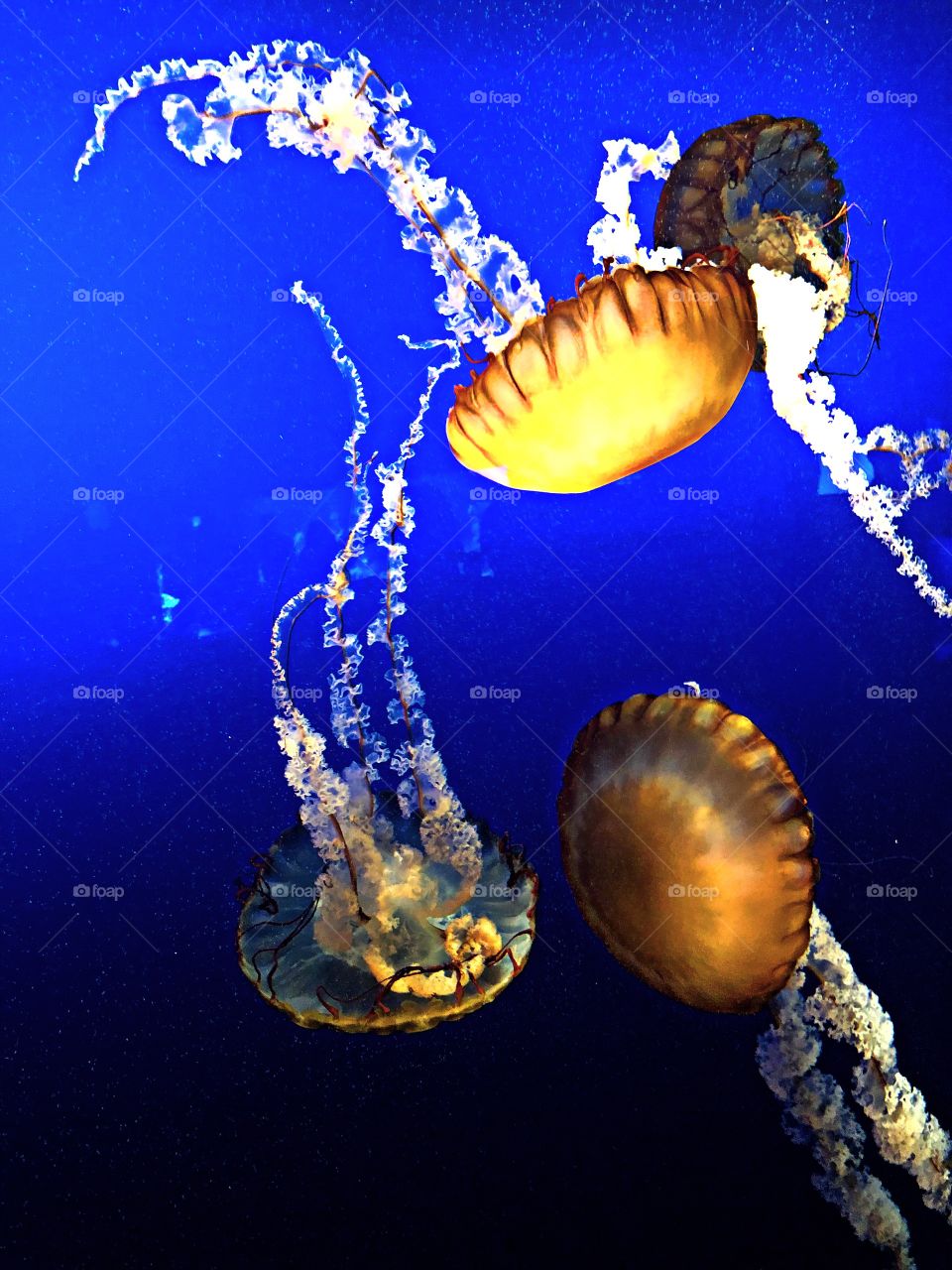 Multiple orange jellyfish floating in front of a deep blue background. 