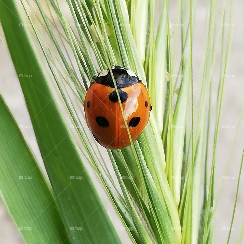 Little ladybug