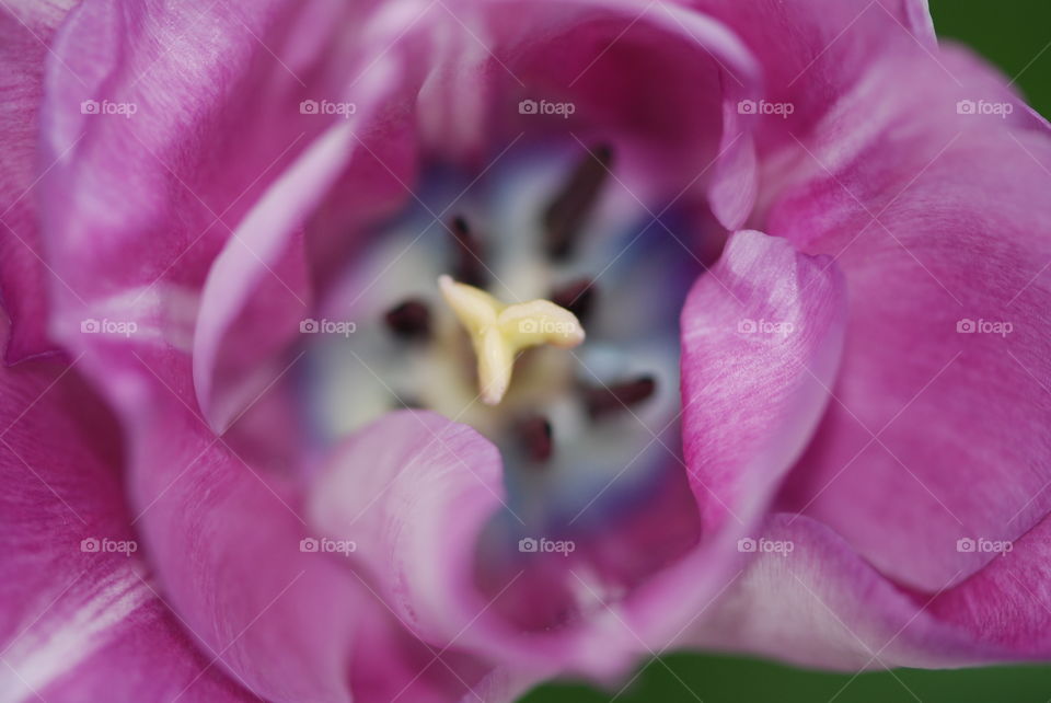 Close-up tulip