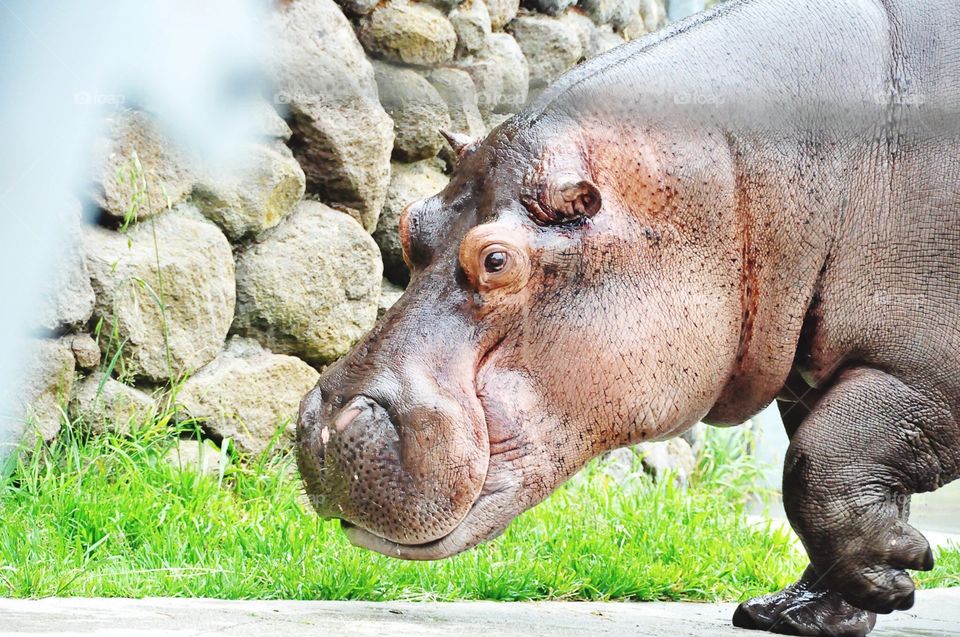 One step at a time for a big guy