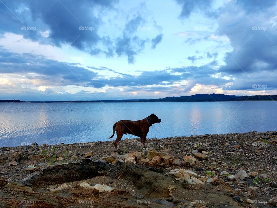 Thor at the lake!