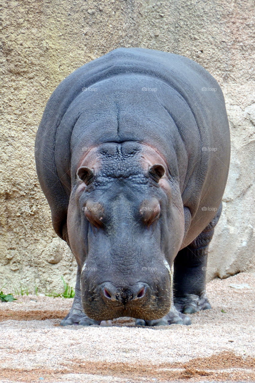 Portrait of a hippopotamus