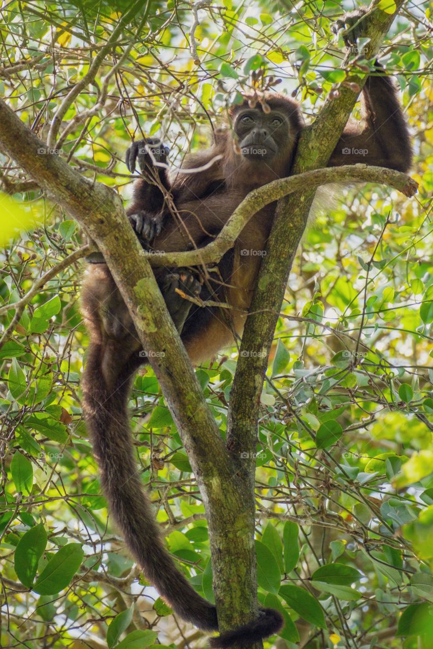 howler monkey in Manuel Antonio Cost Rica