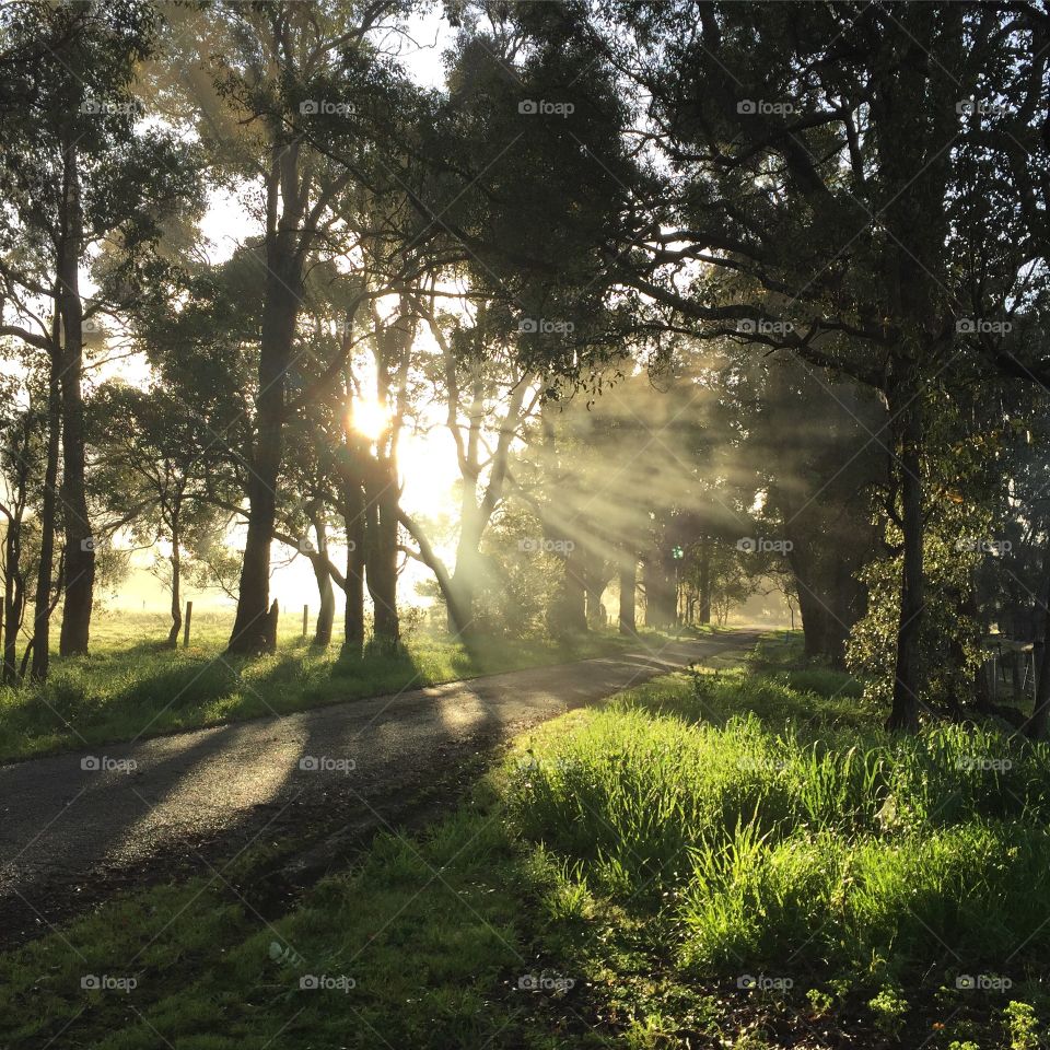 Sunlight Through The Trees