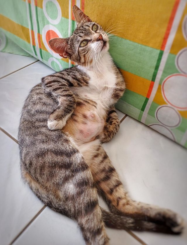 Funny pet