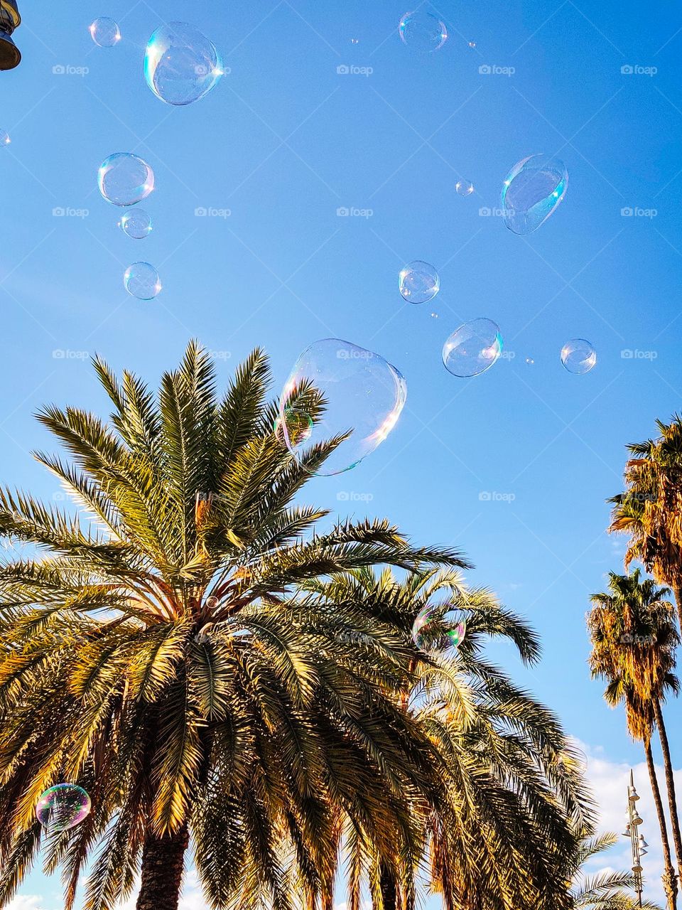 Soap bubbles on the streets of city Barcelona, Pg. de Joan de Borbó, with people walking under the palms