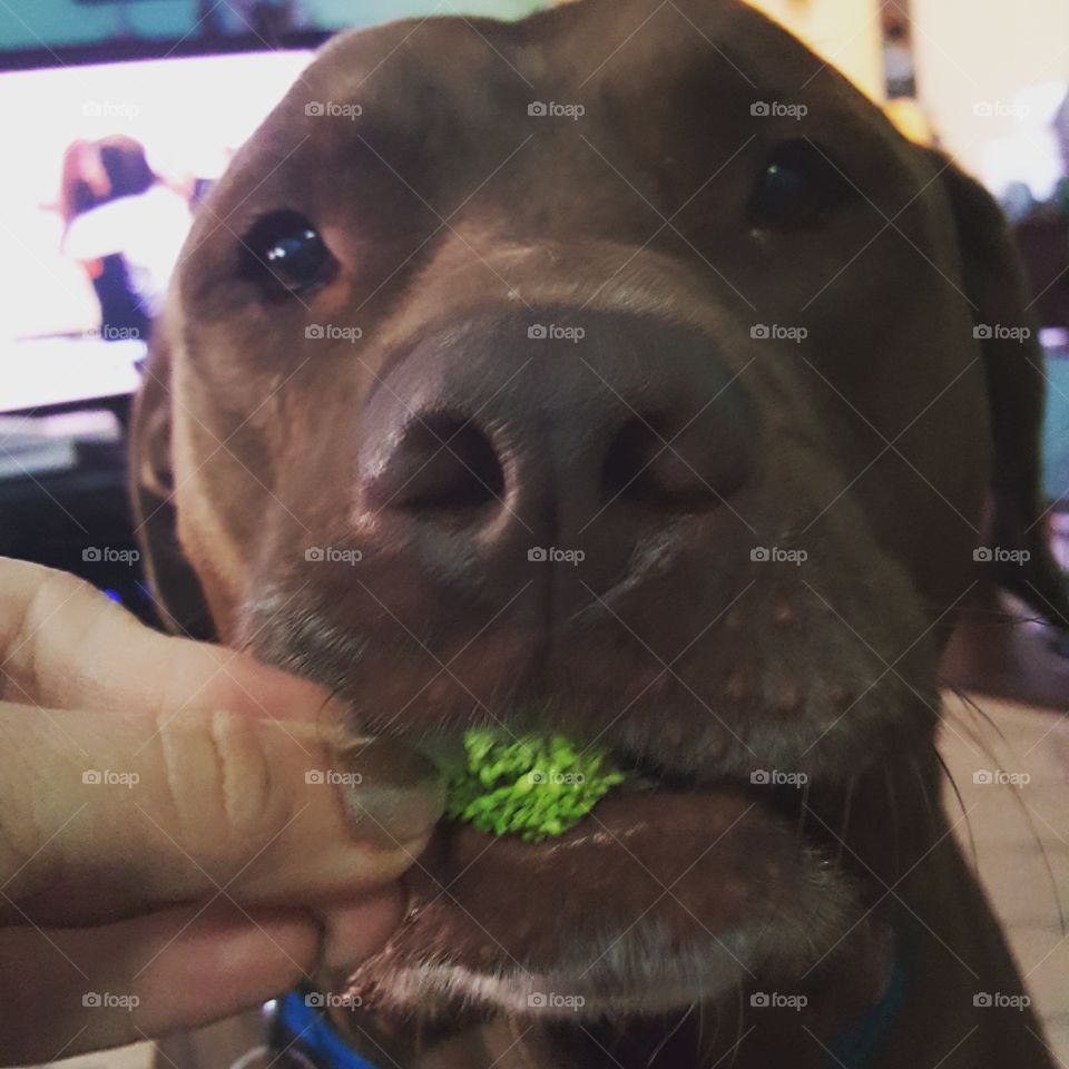 pitbull eating broccoli