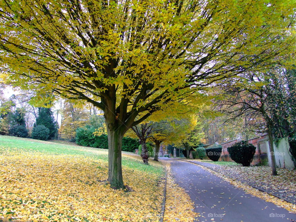 Autumn yellow tree with fallen leaves