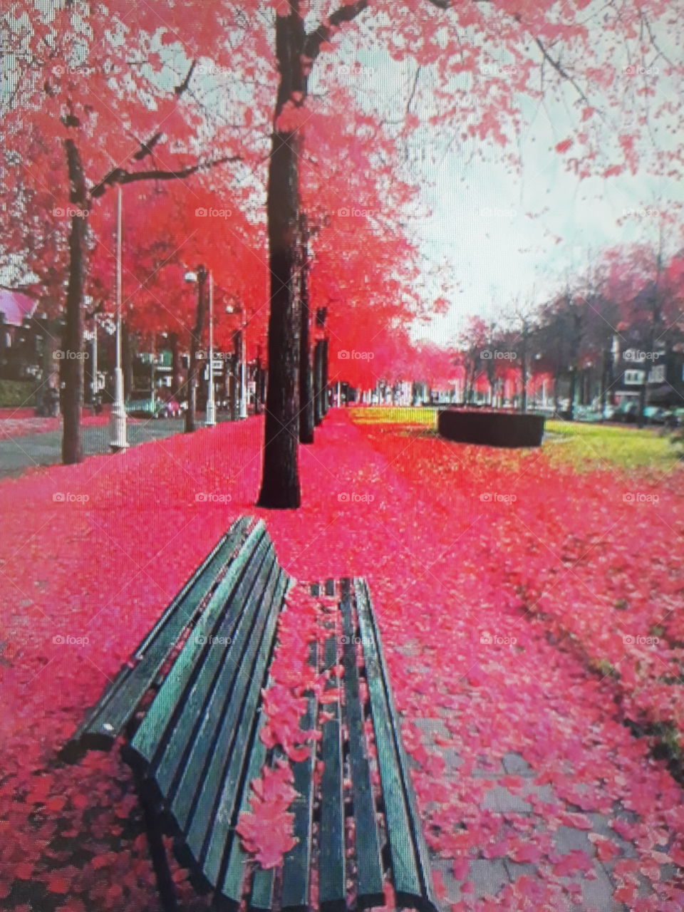 A community with a place full of trees falling its leaves, covering the ground completely red.