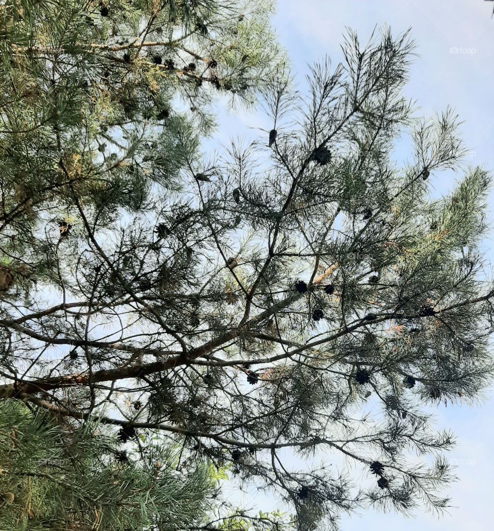 pine tree with cones and blue sky