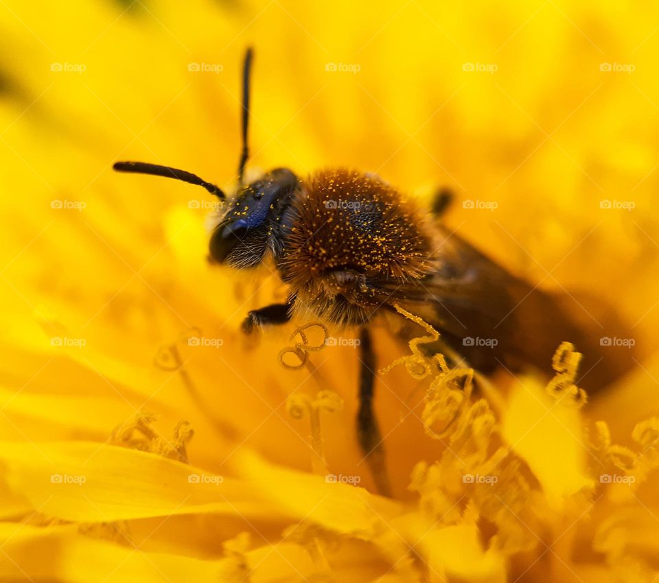 A bee collects pollen for honey from a dandelion flower
