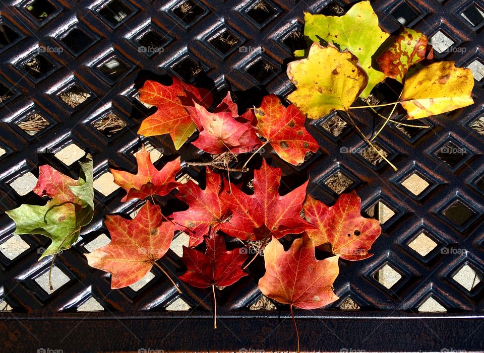 Fallen leaves on a bench.