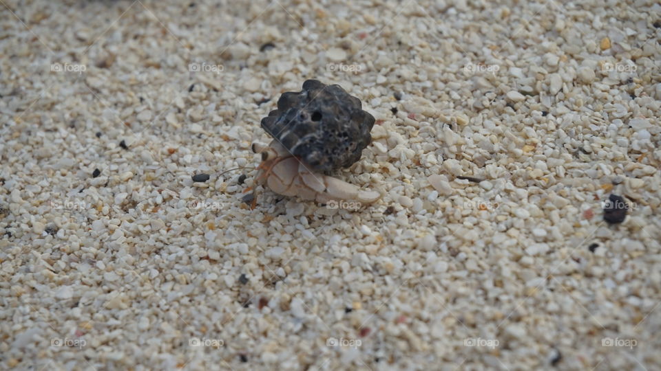 Crab at Maldives