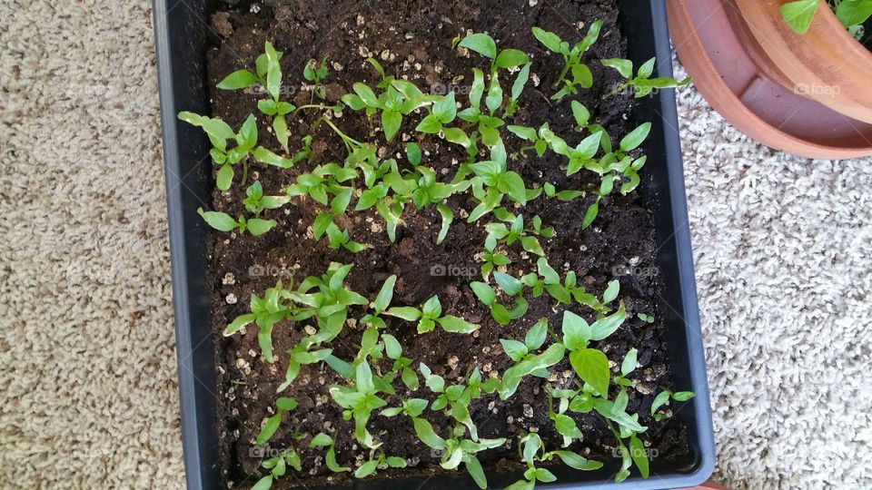 Bell pepper sprouts!