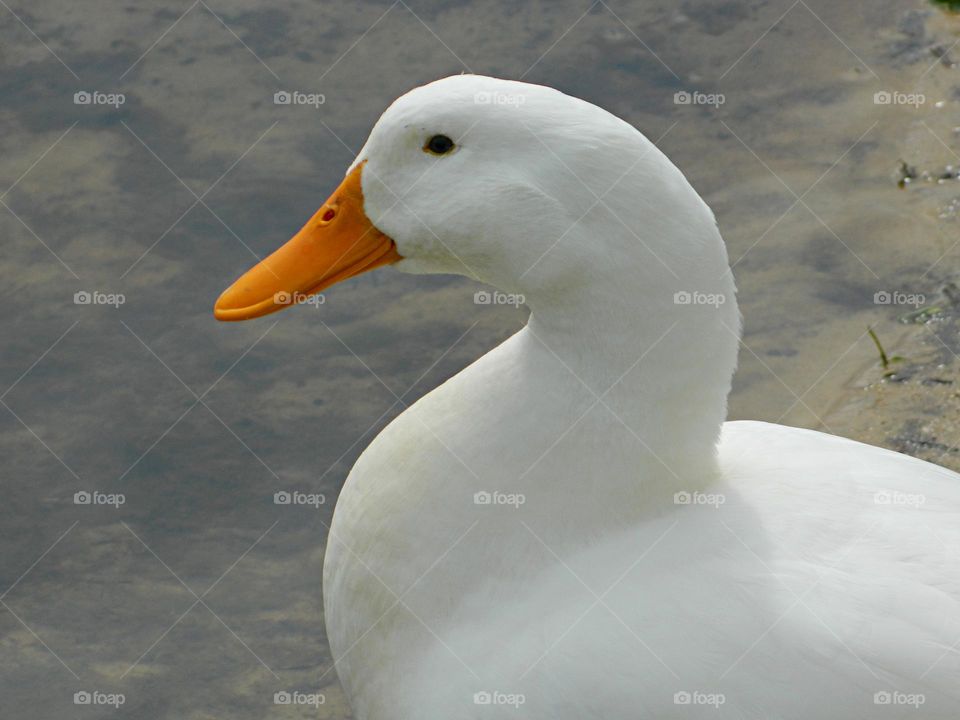  Color: White  - White duck with a yellow bill and creamy white plumage, with orange shanks and toes. The ducks have an upright carriage and a peculiarly upturned rump. Their plumage is mostly white sometimes