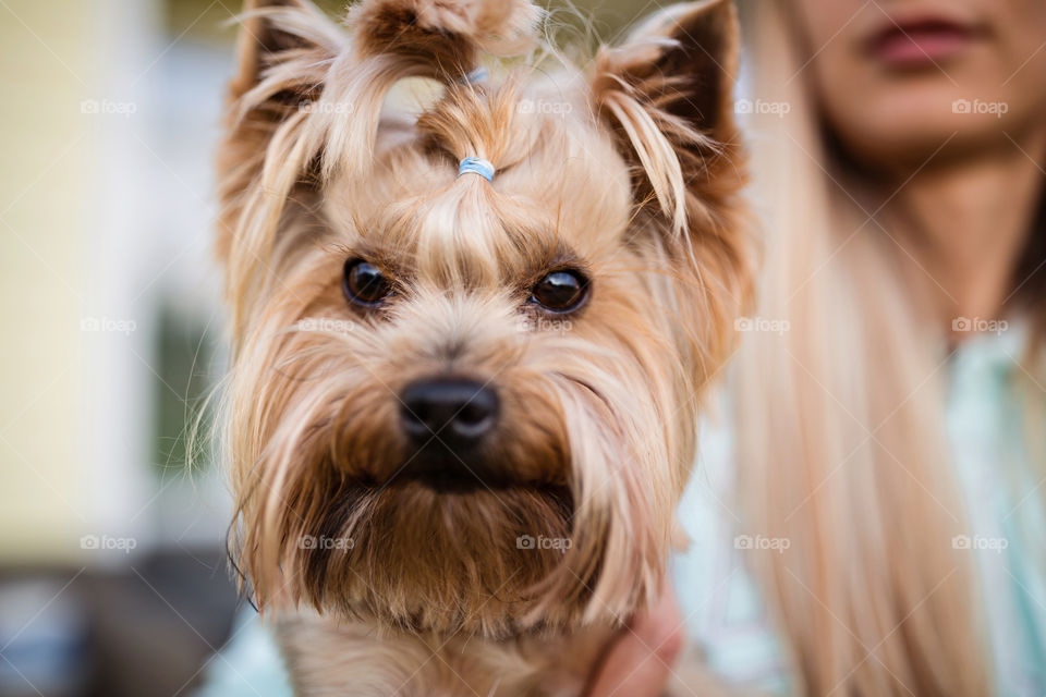 Cute Yorkshire terrier dog