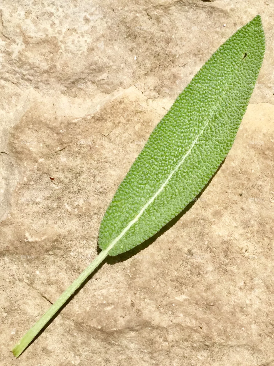 Sage