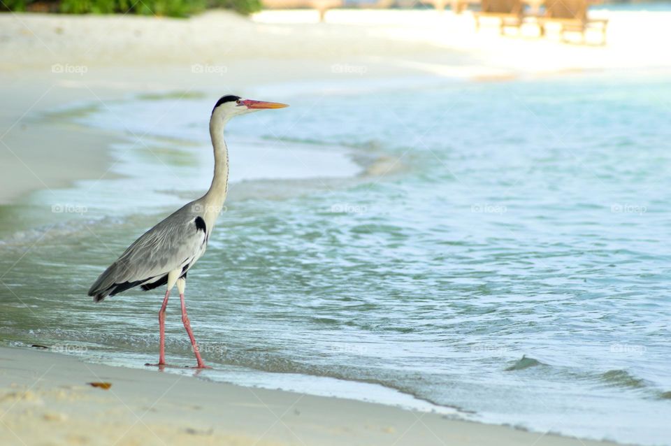 heron on the white beach