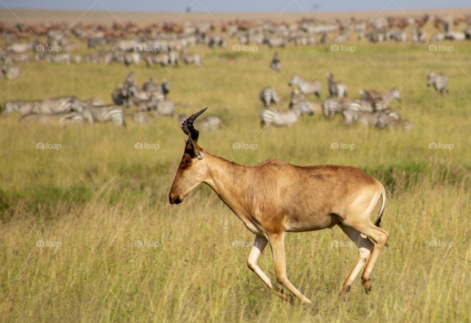 Antelope in Zebra Territory - running past a huge herd of zebras as if he knows he took a wrong turn somewhere