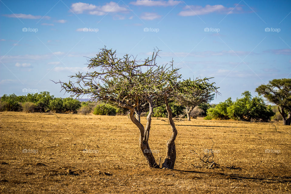 small tree in a dry enviroment